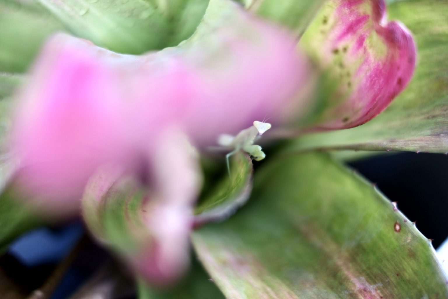 そのままで 、睨むカマキリ、カニササレ 株式会社ナカノオート【公式】